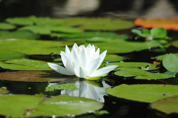 Weiße Seerose auf Teich